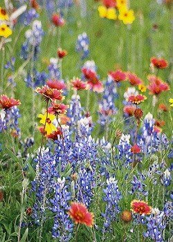 OUT OF STOCK All Native Texas/Oklahoma Wildflower Mix - 3352