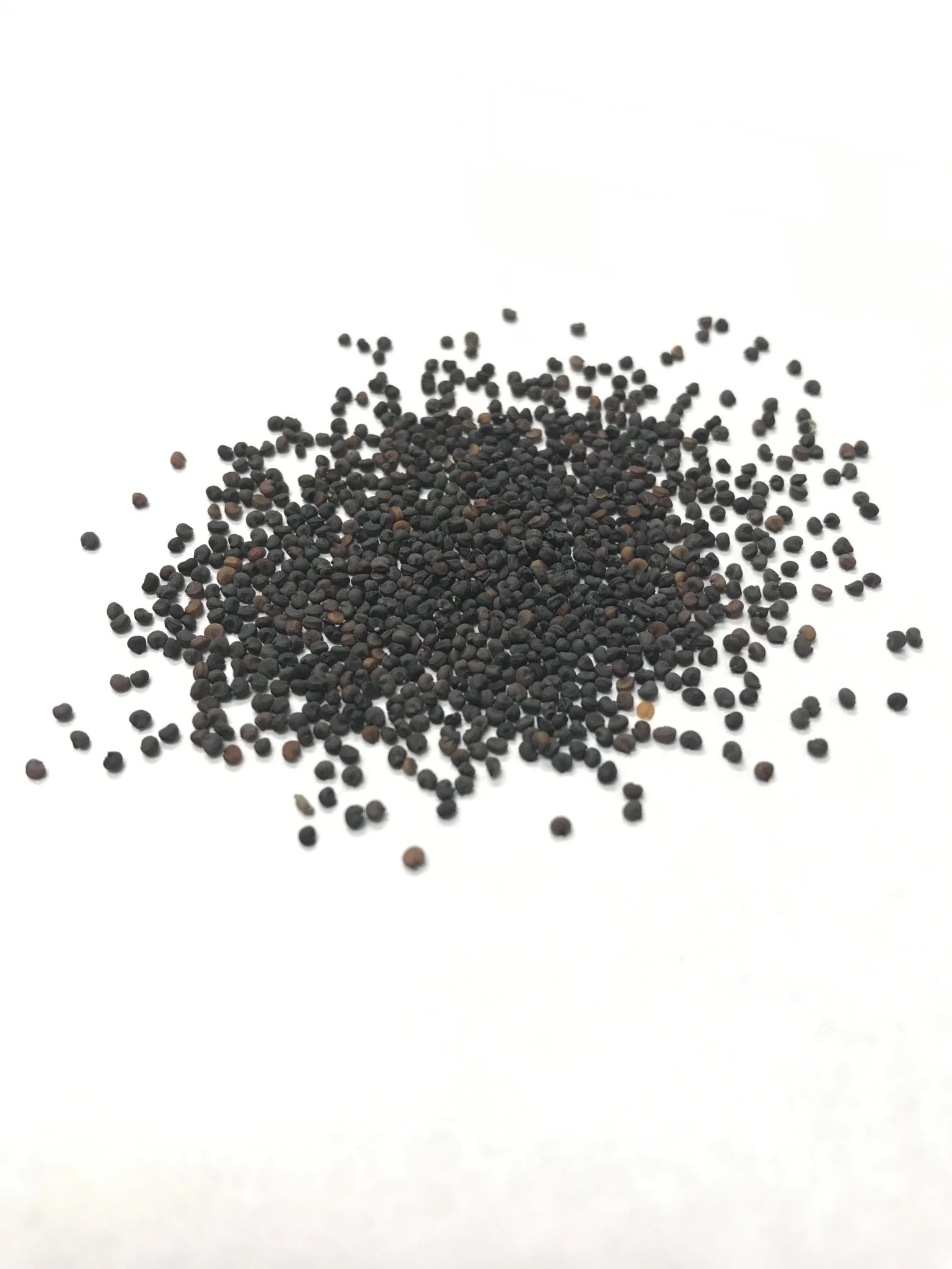 Baby's Breath - 3221 - Image 3