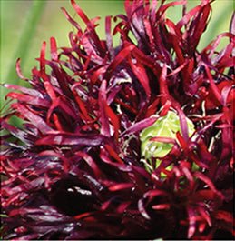 Wildflower Seeds