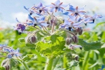 Borage - 3503