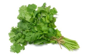 Cilantro/Coriander - 3508