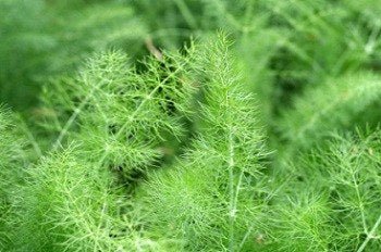 Fennel - 3510