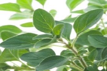 Oregano - 3514