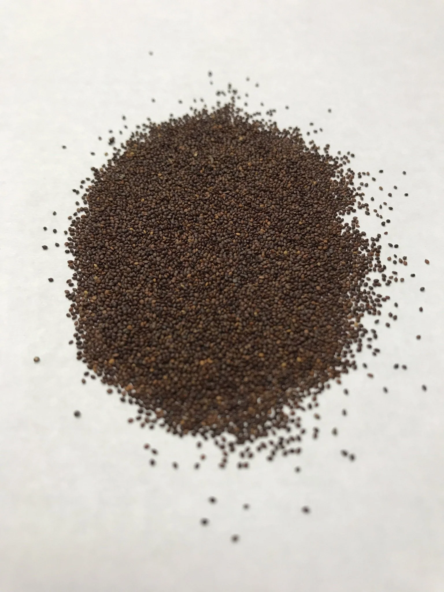 Oregano - 3514 - Image 2