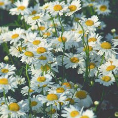 Ox-Eyed Daisy - 3206