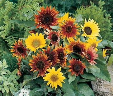 Shop Seeds