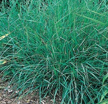 Sideoats Grama - 3808 - Price is per Pound