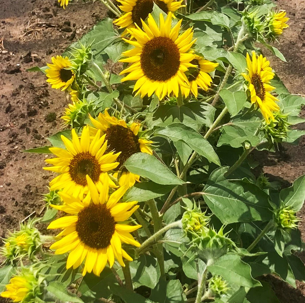 Sunflowers