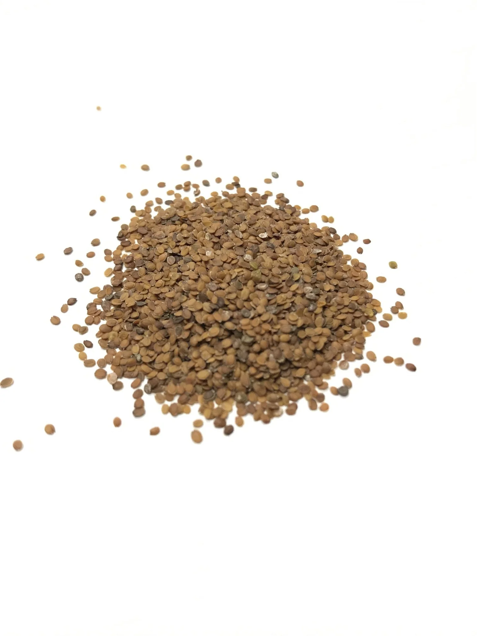 Sweet Alyssum - 3227 - Image 3