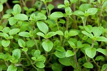 Sweet Marjoram - 3513