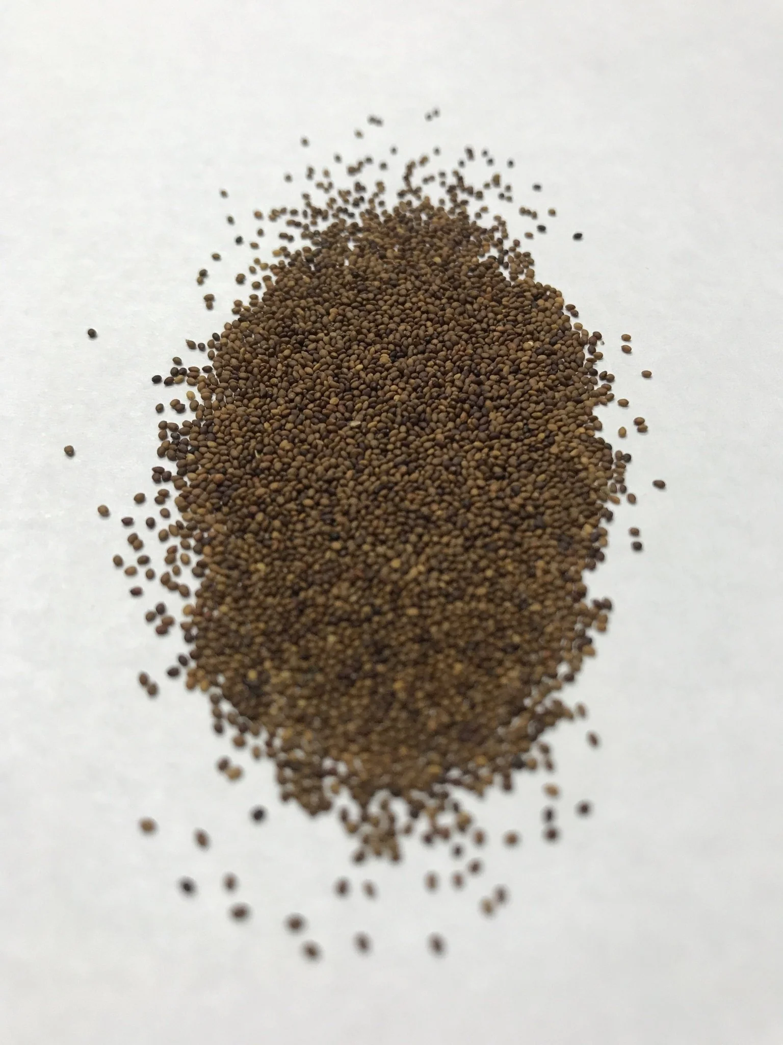 Sweet Marjoram - 3513 - Image 2