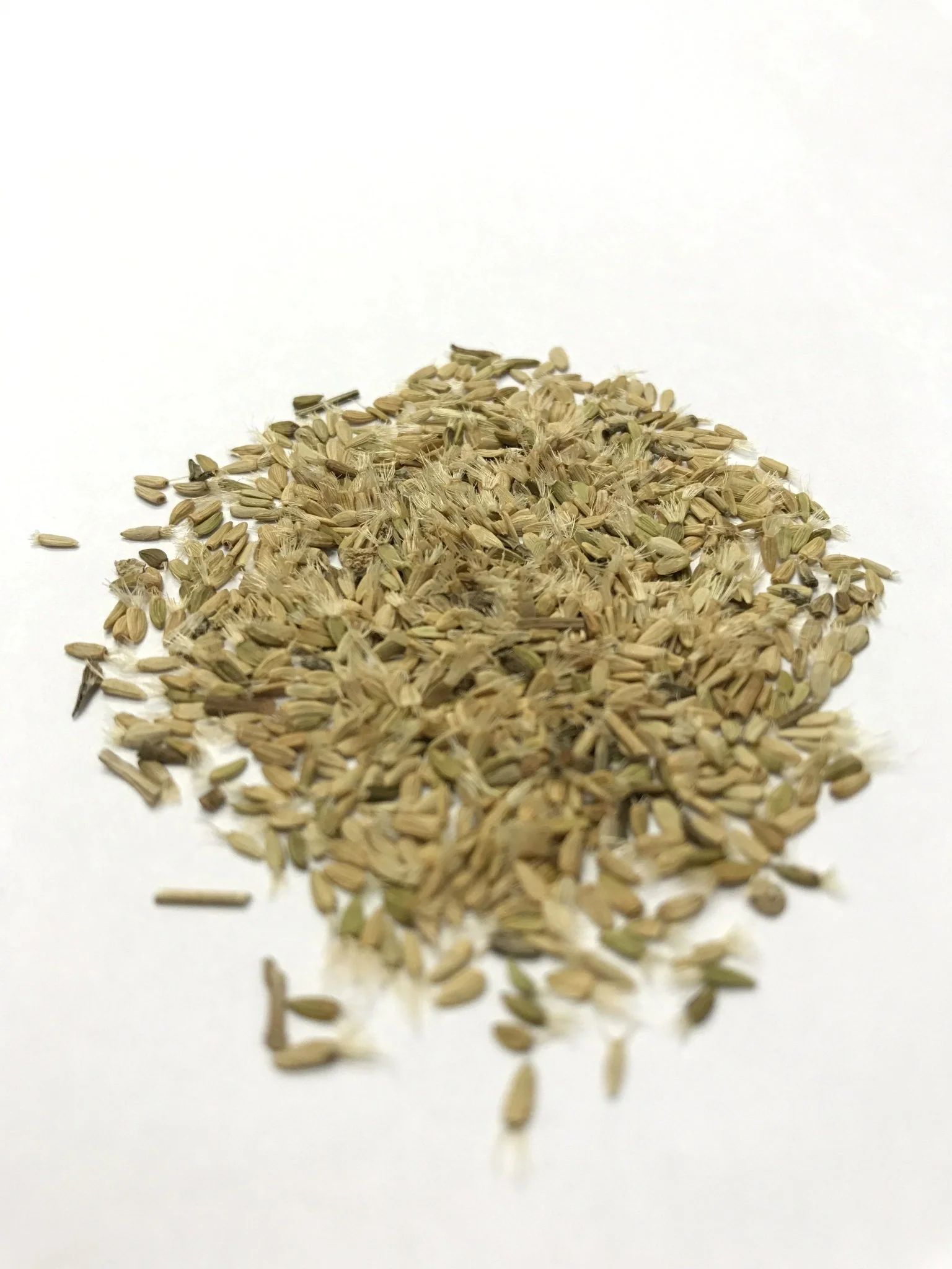 Tahoka Daisy/Prairie Aster - 3320 - Image 3