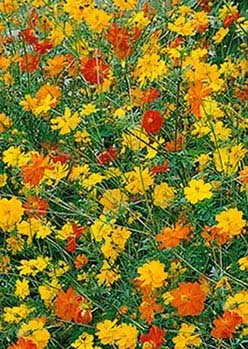 Yellow Cosmos - Klondyke - 3214